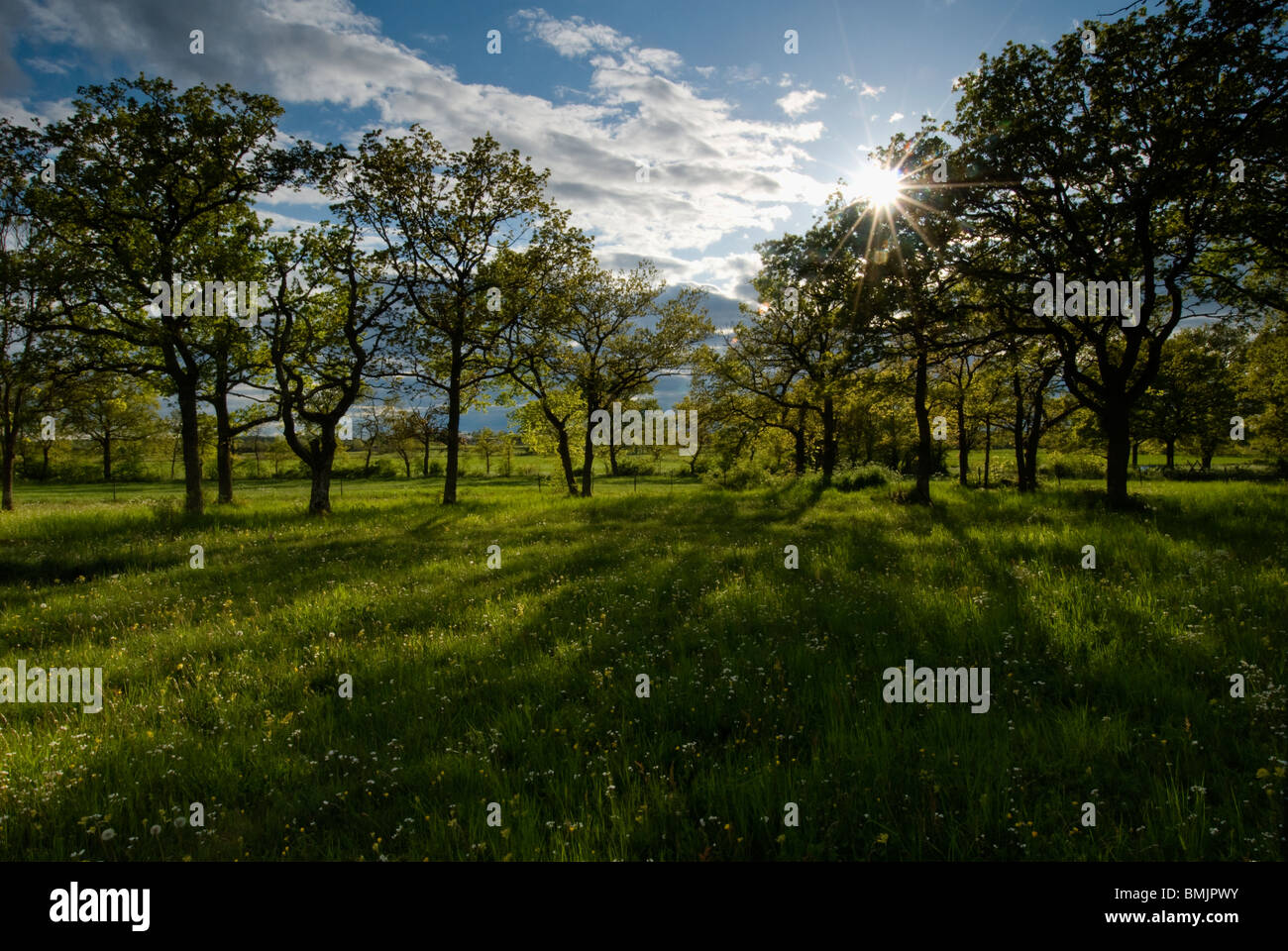 Skandinavien, Schweden, Öland, Ansicht von Eichen in Landschaft Stockfoto