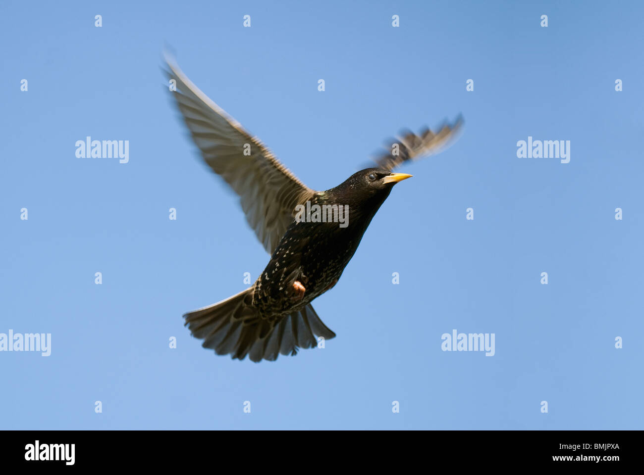 Skandinavien, Schweden, Öland, Starling Vogel im Himmel Stockfoto