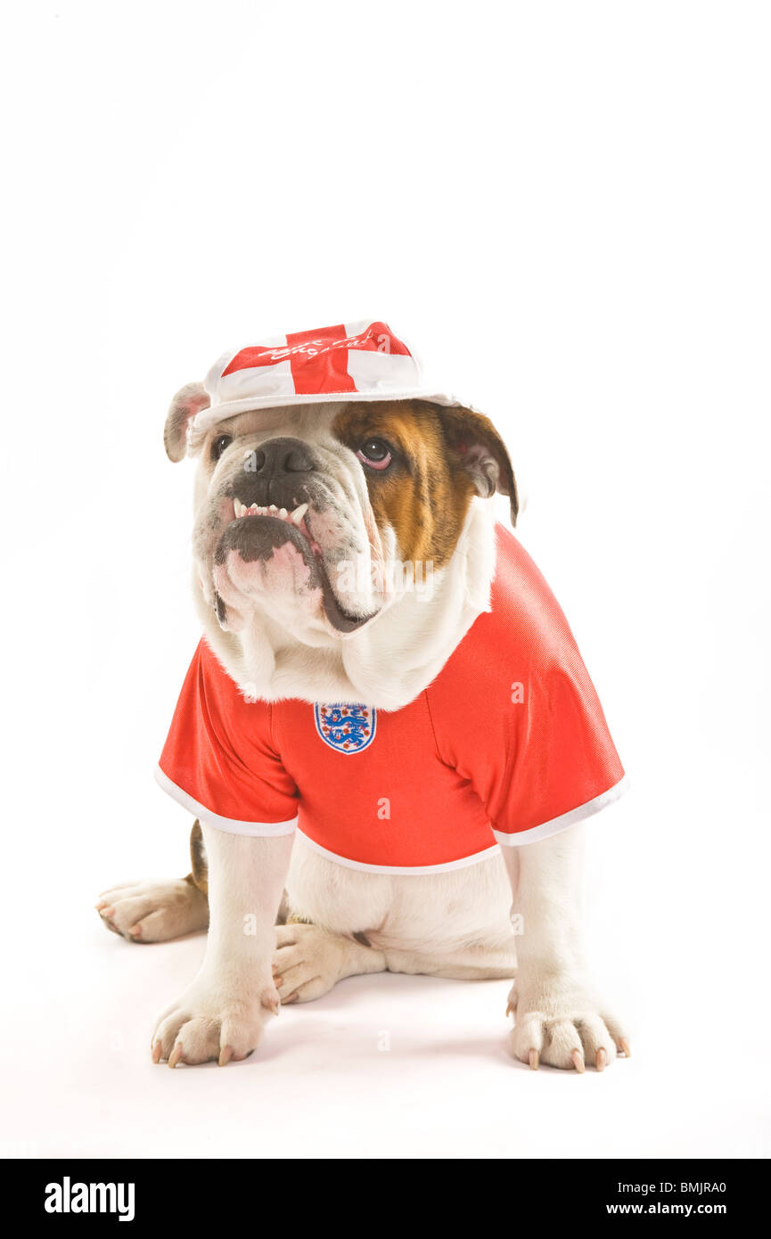 Eine britische Bulldogge trägt ein England Team Fußball-Shirt und Cap vor einem weißen Hintergrund. Stockfoto