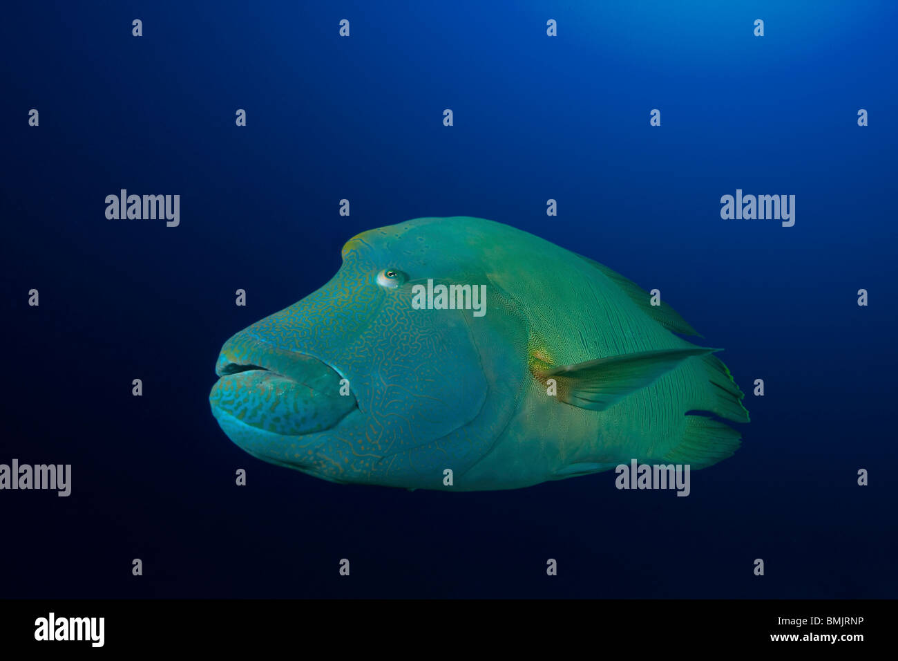 Napoleon oder Beginn Lippfisch (Cheilinus Undulatus) schwimmen in dem klaren, blauen Hintergrund Stockfoto
