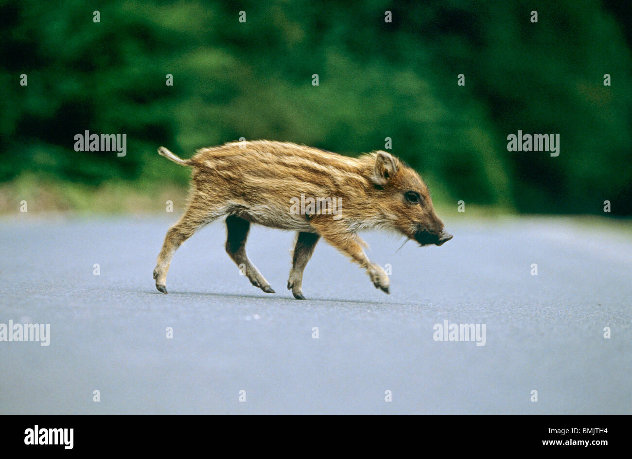 Shote überqueren einer Straße / Sus Scrofa Stockfoto