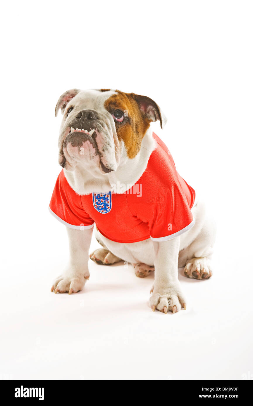 Eine britische Bulldogge trägt ein Fußball-Trikot England vor einem weißen Hintergrund. Stockfoto