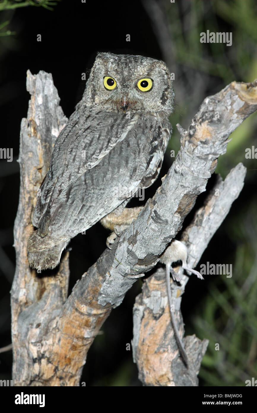 Western-Kreischeule Erwachsene mit Rock Tasche Maus (Chaetodipus Intermedius). Stockfoto