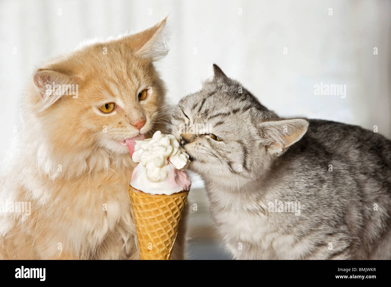zwei Katzen kaute Eis Stockfotografie Alamy