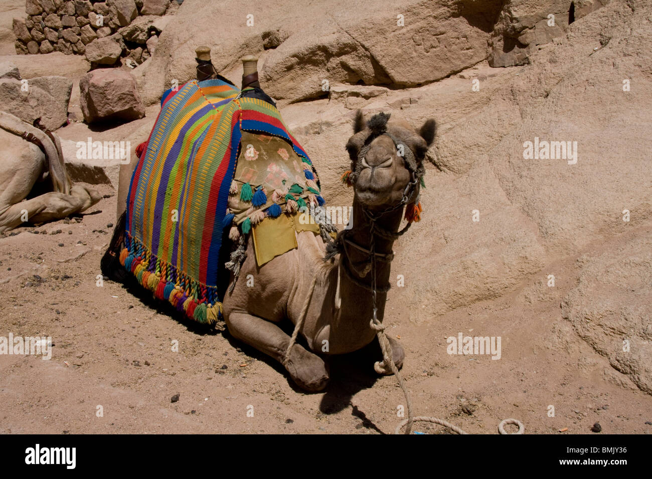 Kamel, Katharinenkloster, Süd-Sinai, Ägypten Stockfoto