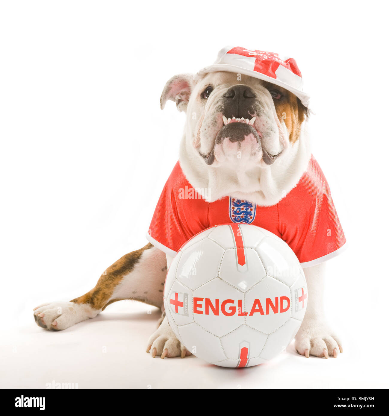 Eine britische Bulldogge mit einem Fußball während des Tragens ein England Team Fußball-Shirt und Cap vor einem weißen Hintergrund. Stockfoto