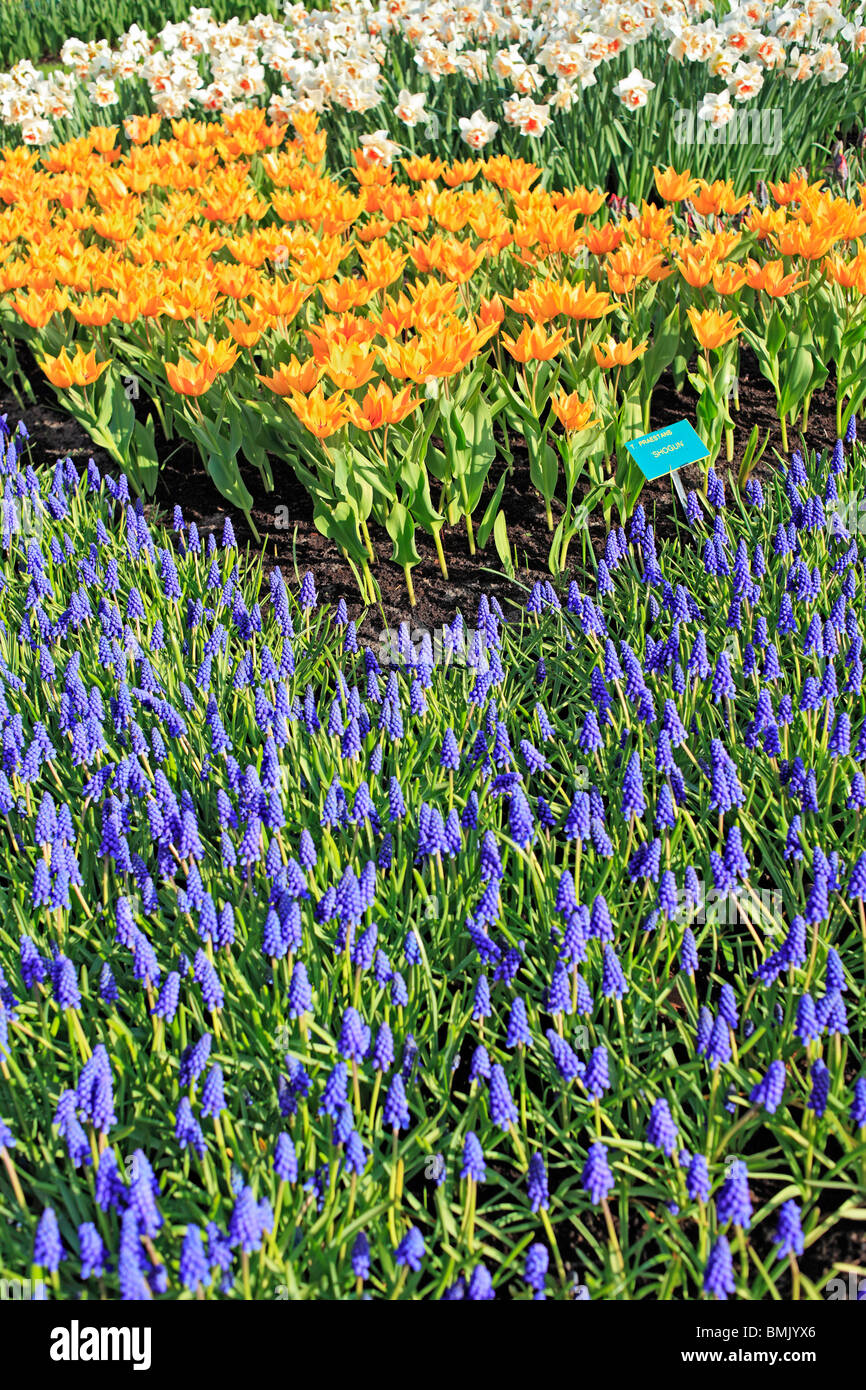 Blumengarten Keukenhof, in der Nähe von Lisse, Niederlande Stockfoto