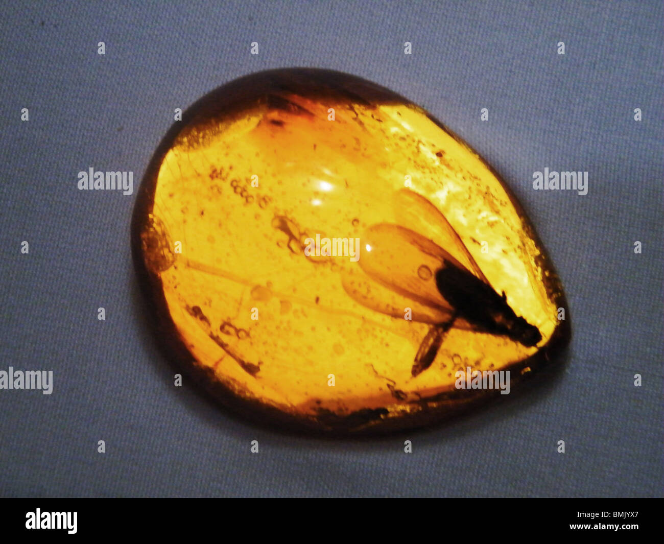 Versteinerte Fliege eingehüllt im Dominikanischen Bernstein, Puerto Plata Bernstein Museum, Dominikanische Republik Stockfoto