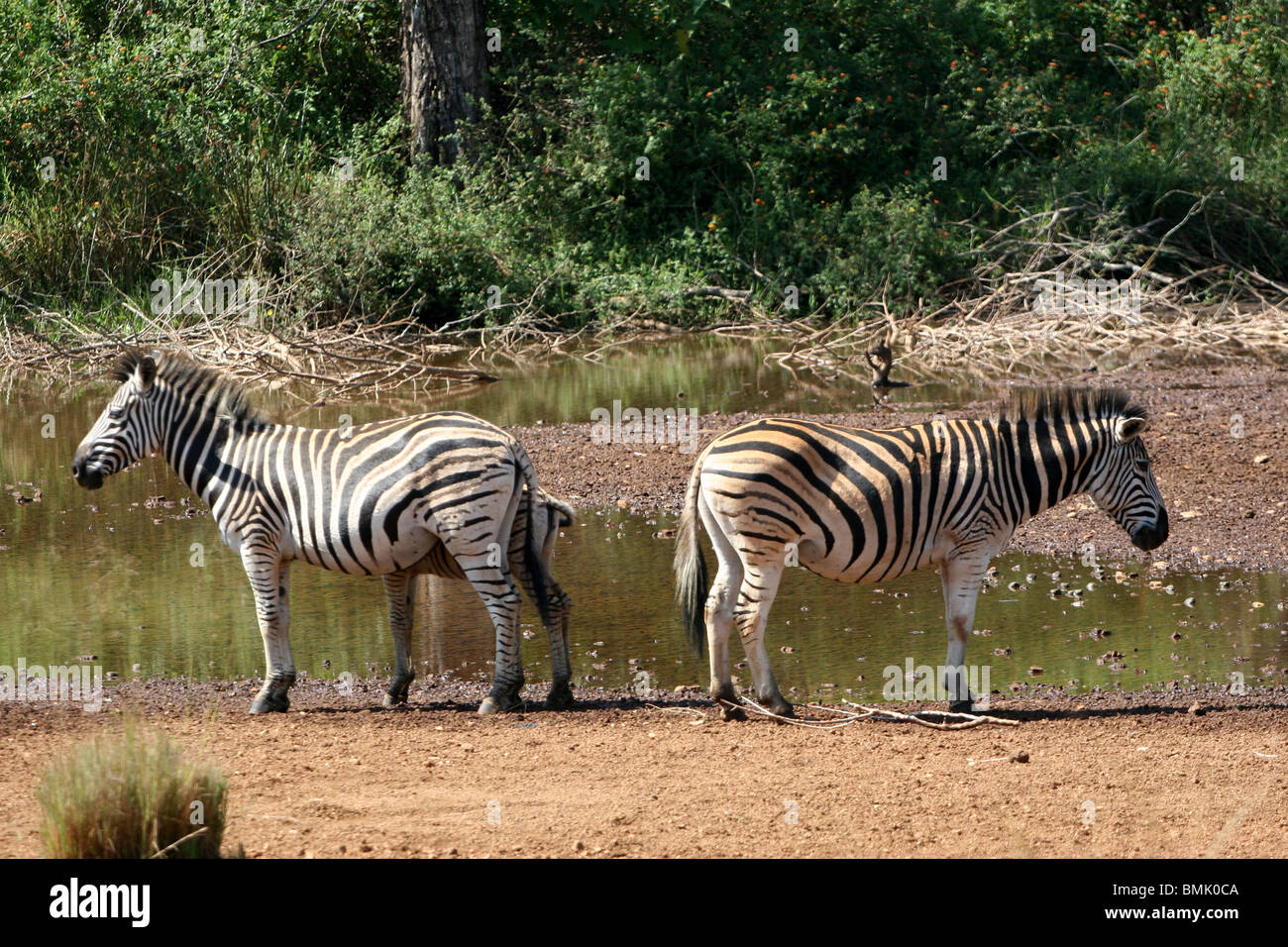 Ebenen Zebras im Mlilwane Wildlife Sanctuary, Swasiland. Stockfoto