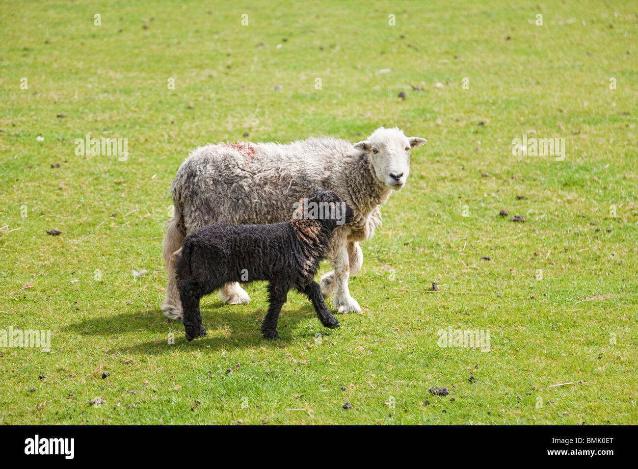Herdwick Schaf und Lamm in einem Feld der Lake District England UK Stockfoto