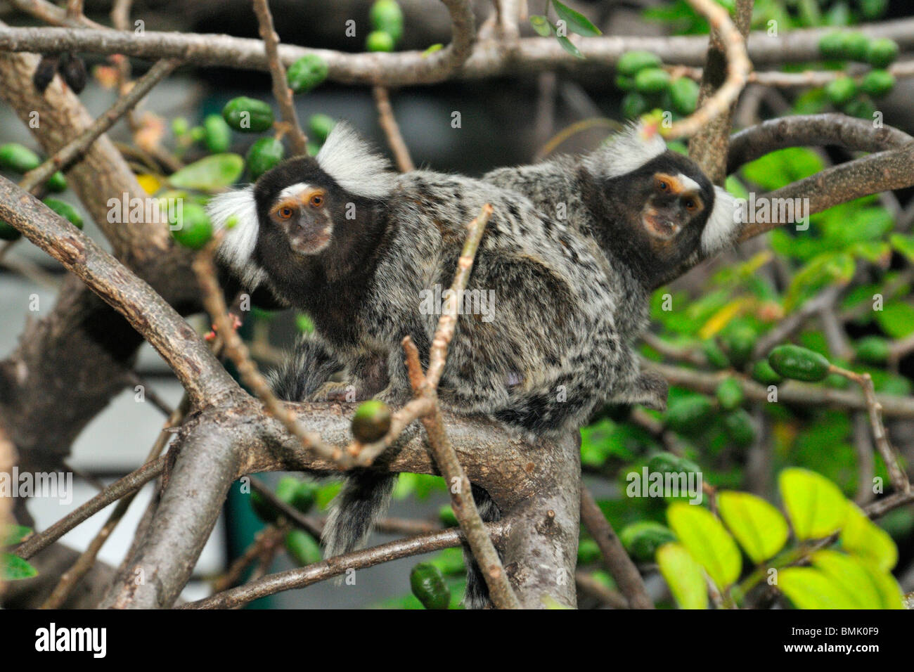 Paar von gemeinsamen Krallenaffen in Baum Laub Brasilien Stockfoto