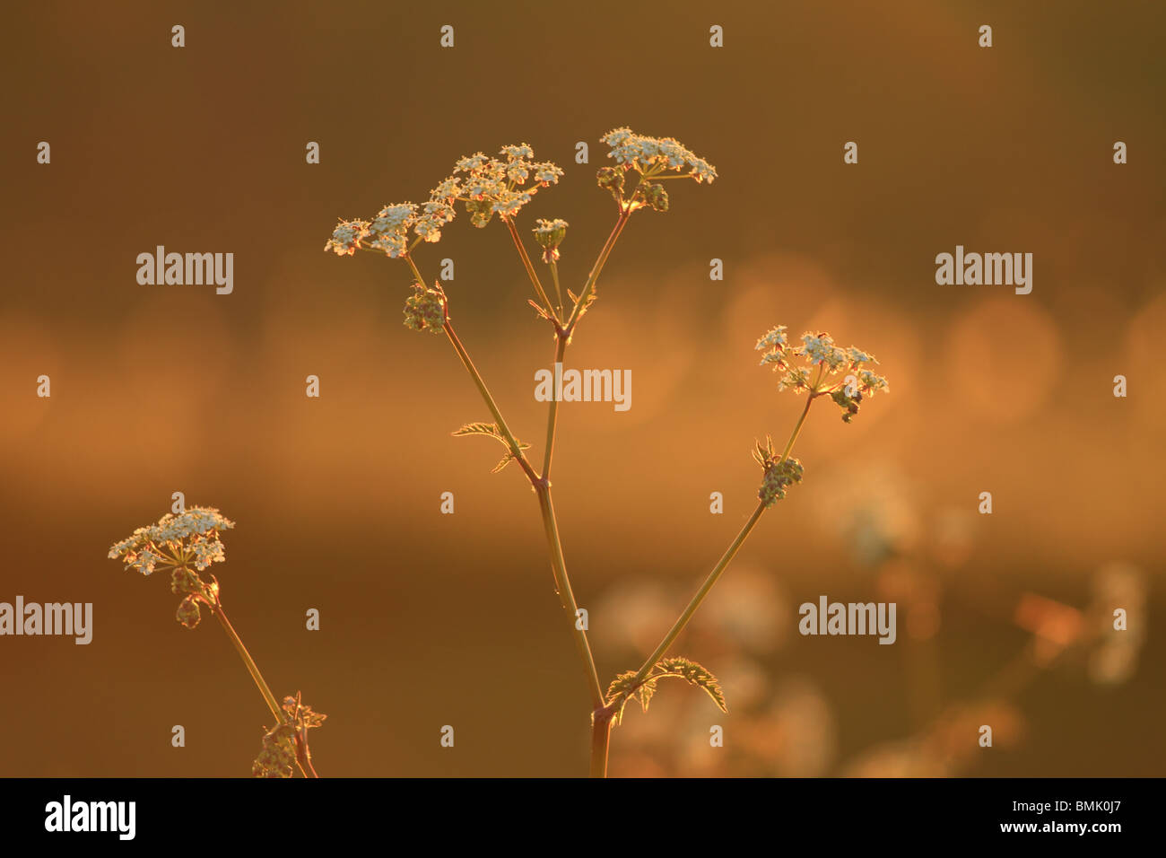 Kuh-Petersilie (lateinisch: Anthriscus Sylvestris) bei Sonnenuntergang auf der South Downs nahe Eastbourne, East Sussex, England. Stockfoto