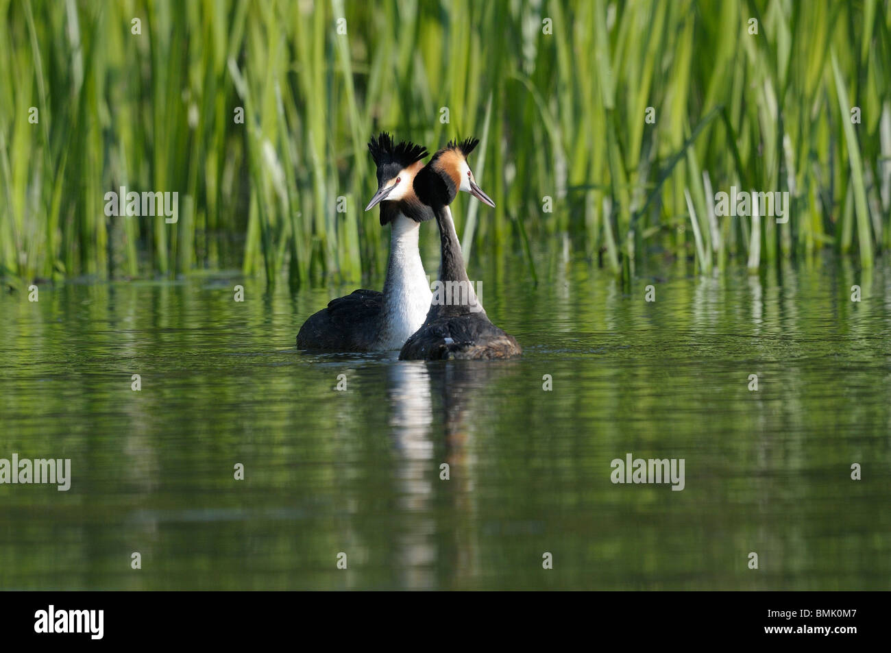 Great Crested Grebe Zucht display Stockfoto