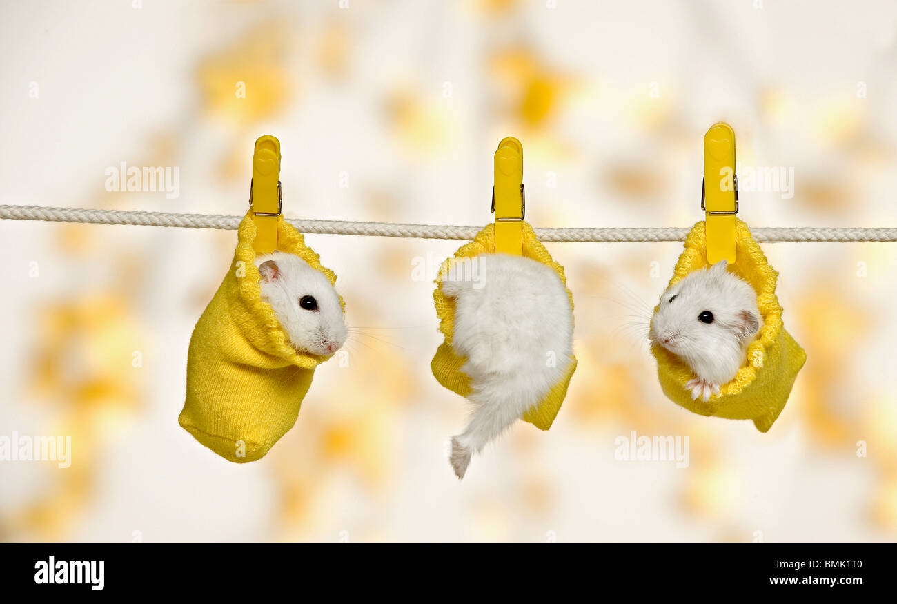 drei Dzhungarian Zwerg Hamster in Socken Stockfoto