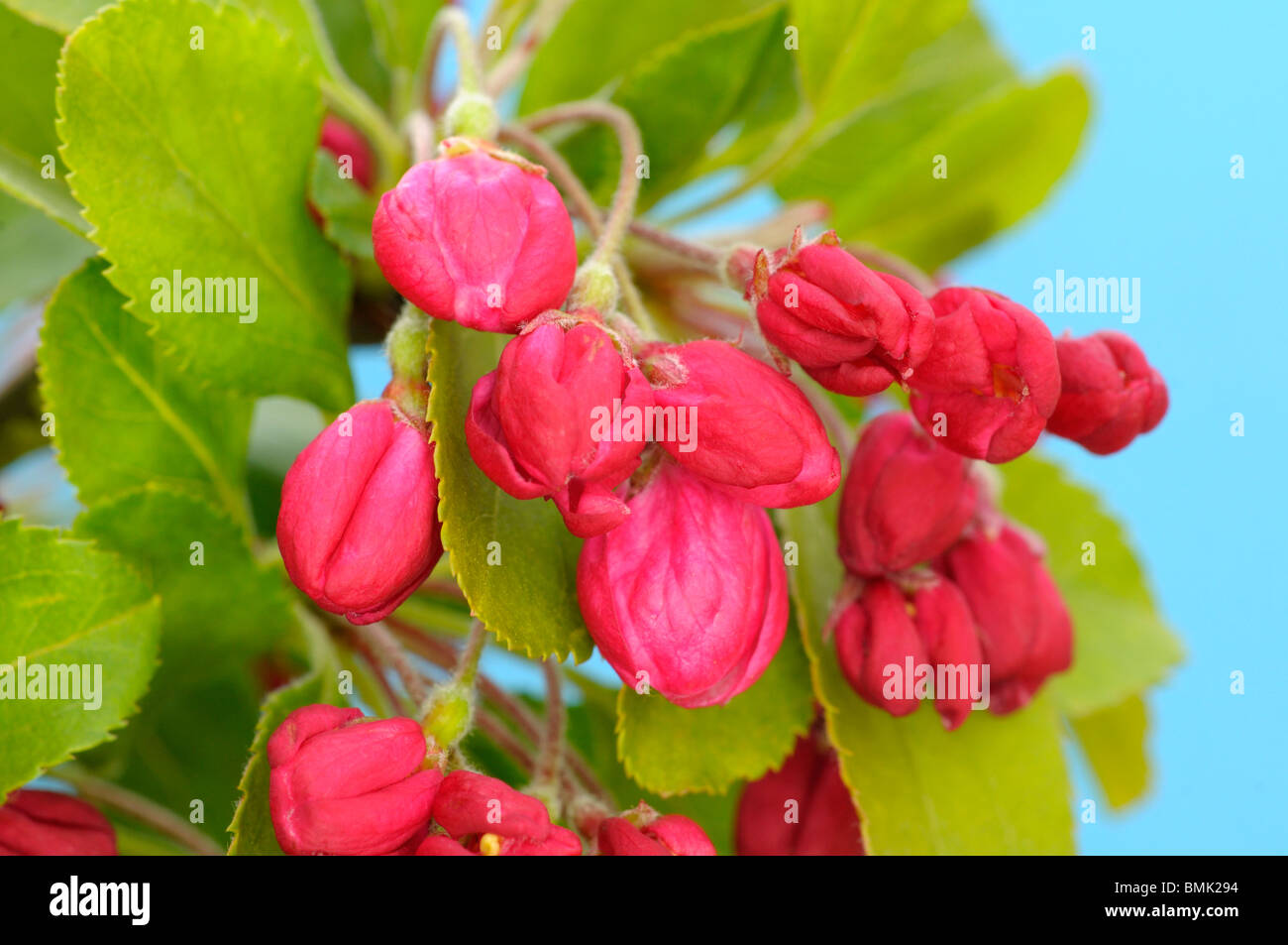 Lila Blüte. Stockfoto