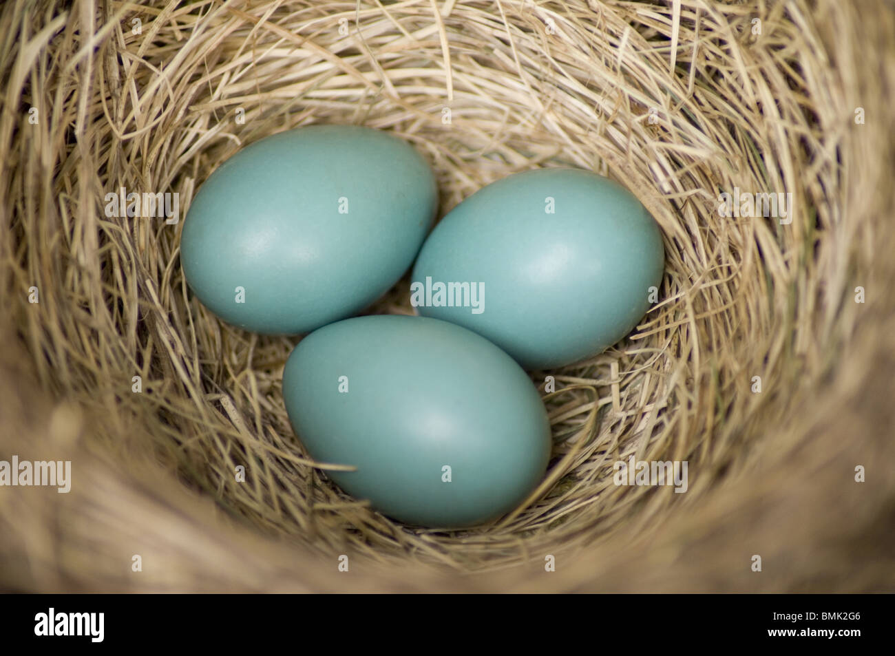 Nahaufnahme von einem Robins Nest und seine blauen Eiern Stockfoto