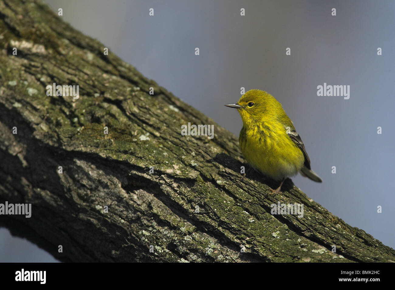 Erwachsene männliche Kiefer Warbler thront auf einem Ast Stockfoto