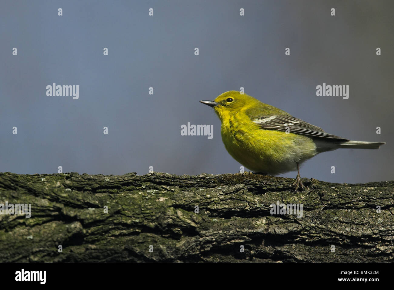 Erwachsene männliche Kiefer Warbler thront auf einem Ast Stockfoto