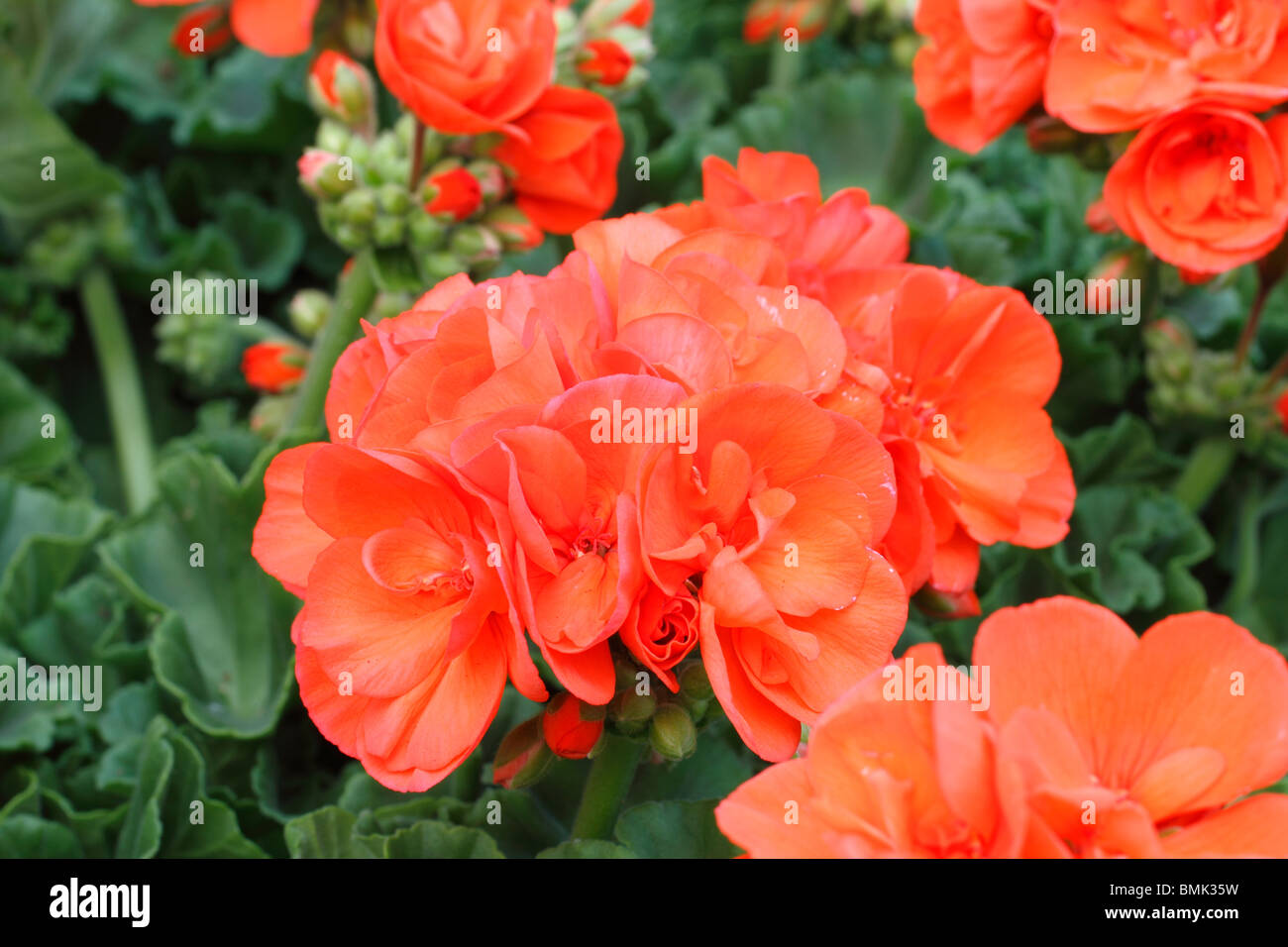 Pelargonien (Geranien), Pelargonien, Geranien, umgangsprachlich sind eine große, vielfältige Gruppe von meist immergrünen und zarte Pflanzen als Einstreu oder Zimmerpflanzen verwendet. Obwohl Pelargonien Geranien oft genannt werden, ist dies nicht korrekt, da die wahre Geranien winterharte Stauden sind Stockfoto