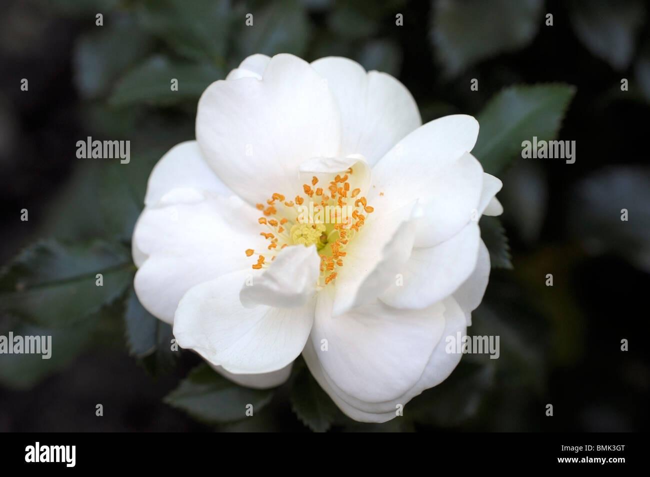 Weiße Vigorosa Rose Stockfoto