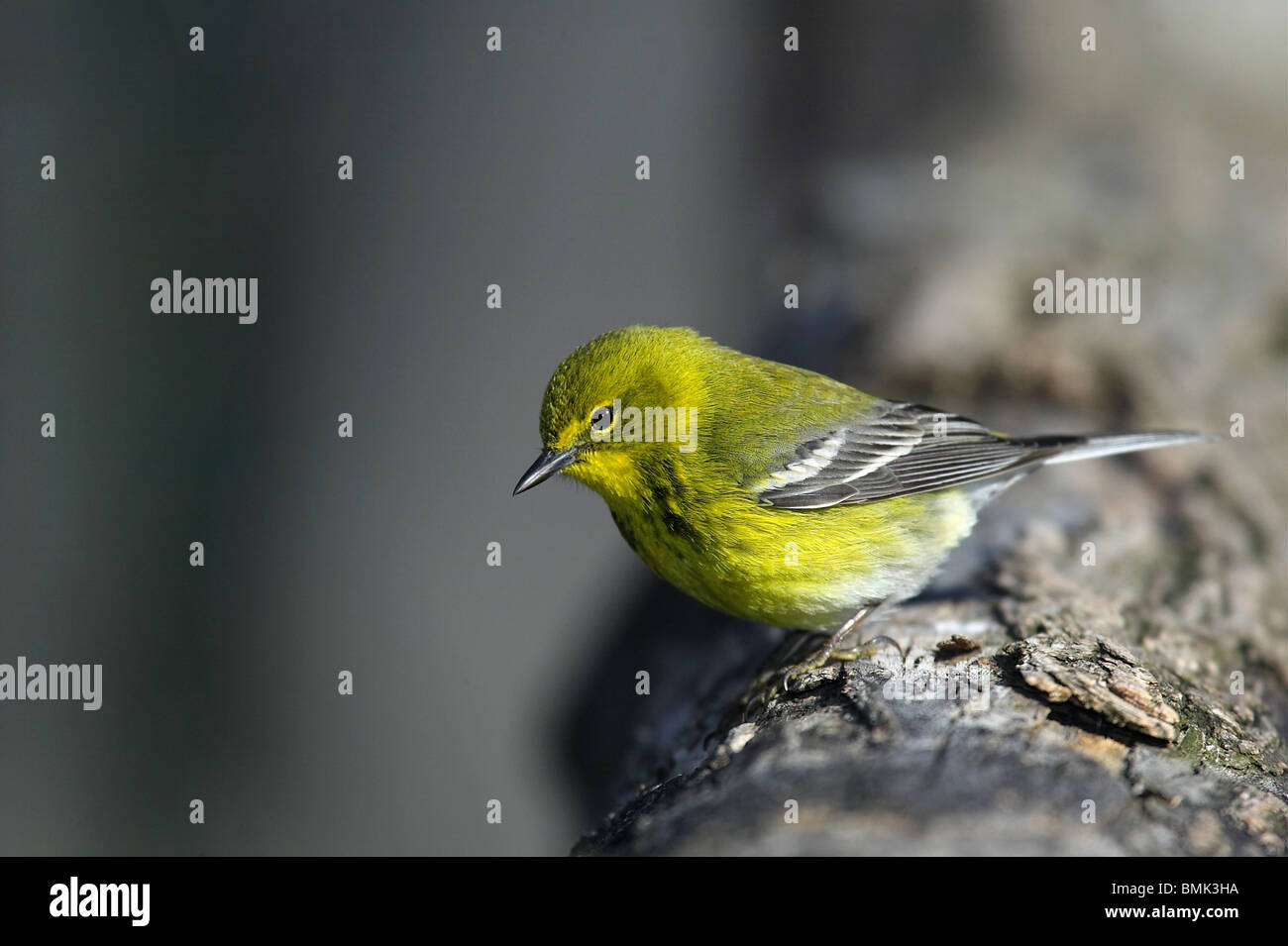 Erwachsene männliche Kiefer Warbler thront auf einem Ast Stockfoto