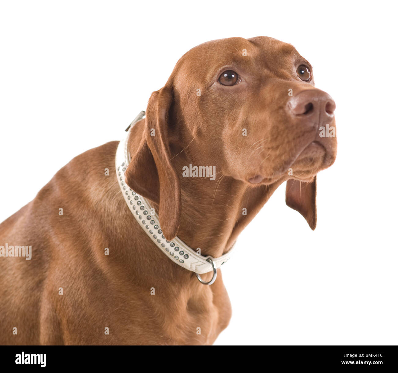 Porträt einer schönen braunen Hund. Isoliert auf weißem Hintergrund. Stockfoto