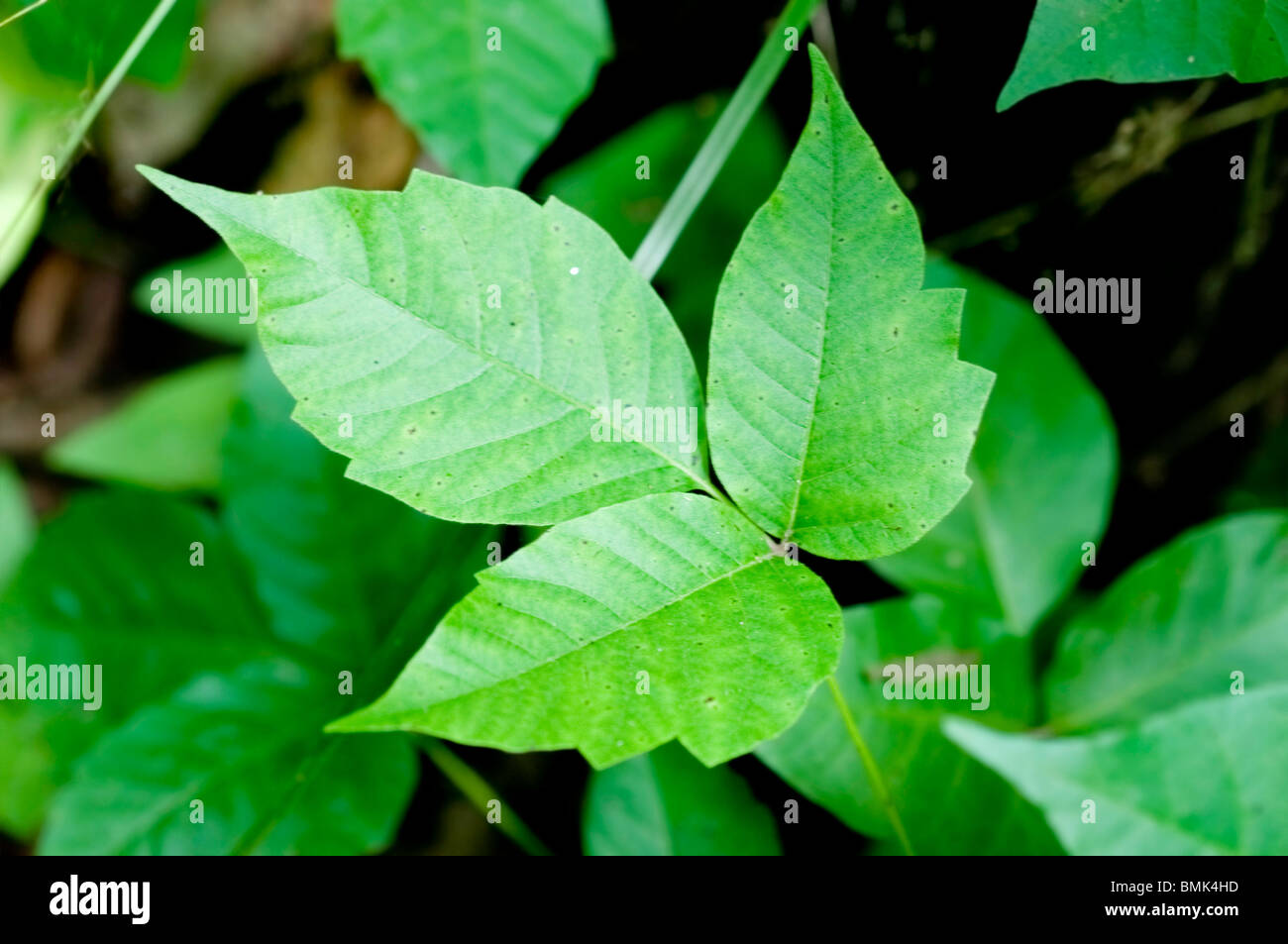Giftefeu auf der haut -Fotos und -Bildmaterial in hoher Auflsung  Alamy