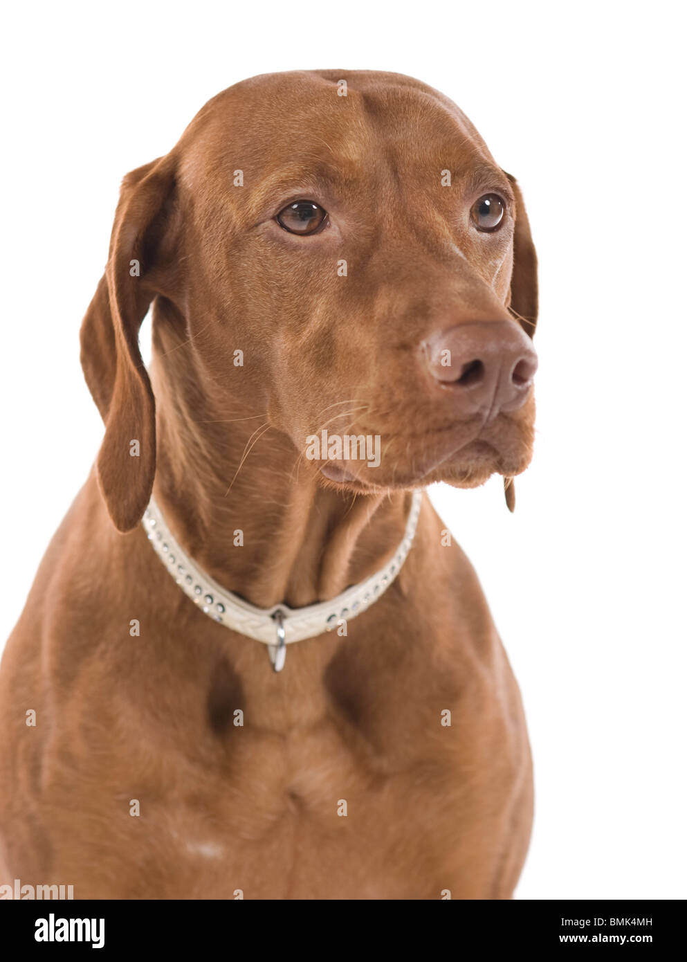 Porträt einer schönen braunen Hund. Isoliert auf weißem Hintergrund. Stockfoto