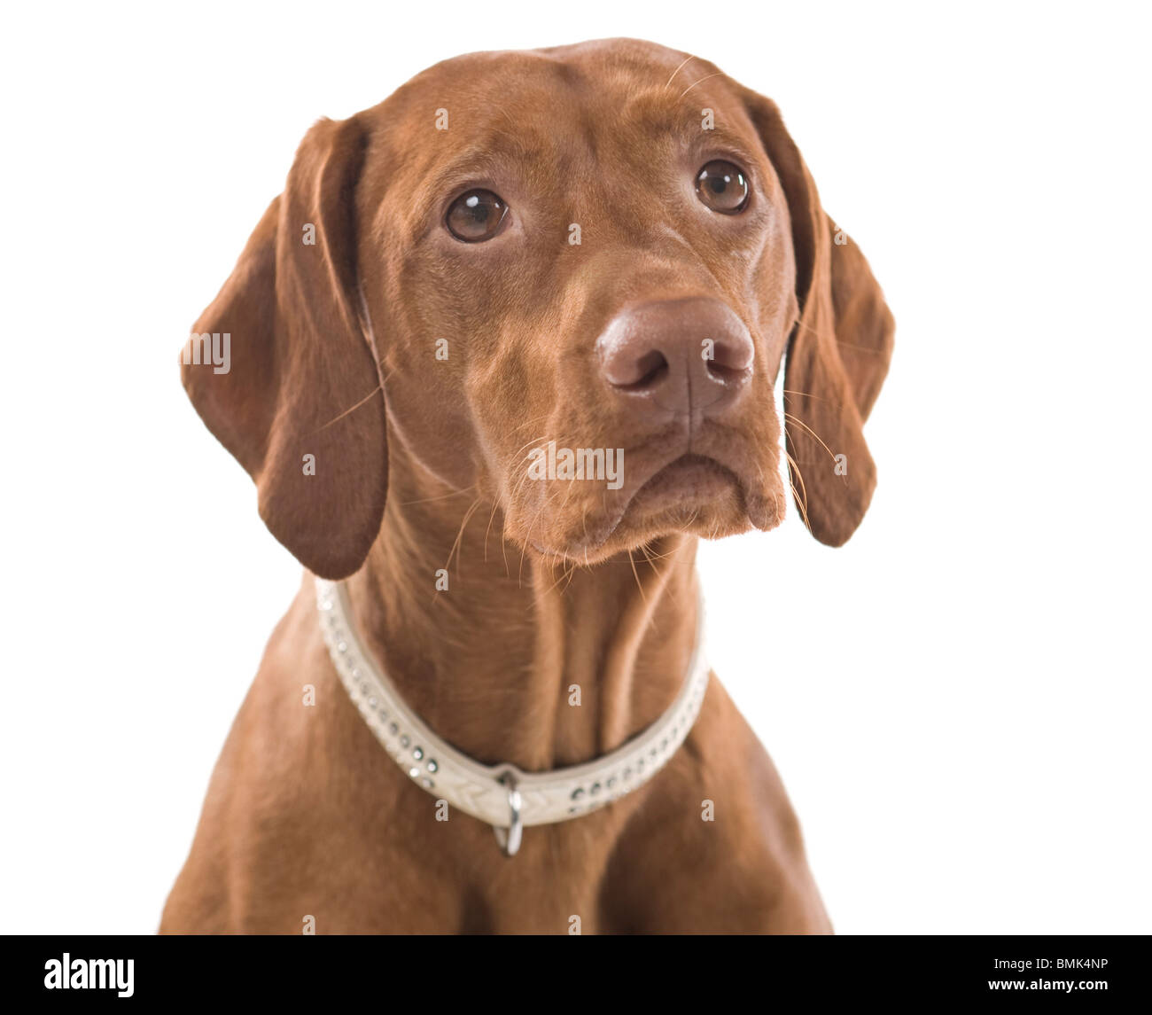 Porträt einer schönen braunen Hund. Isoliert auf weißem Hintergrund. Stockfoto