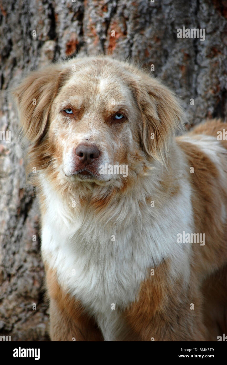Mischling Hund mit blauen Augen Stockfoto, Bild 29925177 Alamy
