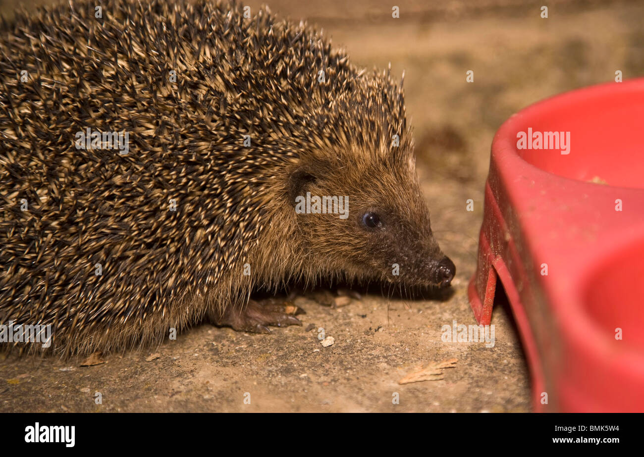 Igel Futtern In Einem Garten Stockfoto Bild 29925200 Alamy