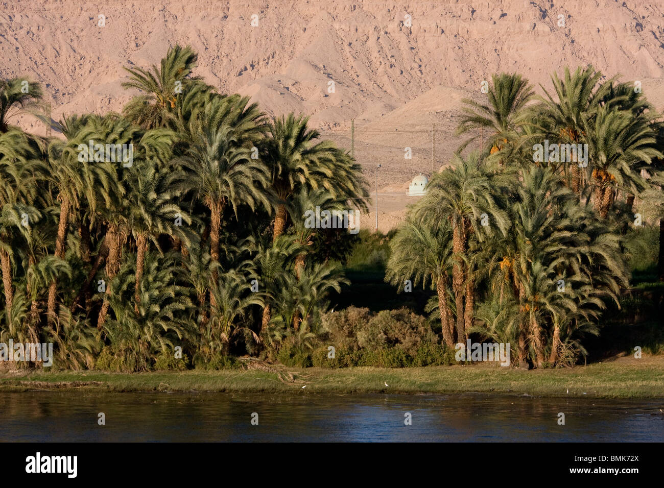 Palmen säumen den Nil zwischen Luxor und Esna, Qina, Ägypten Stockfoto