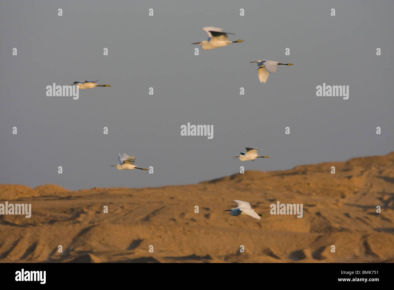 Reiher im Flug, Suez, Süd-Sinai, Ägypten Stockfoto