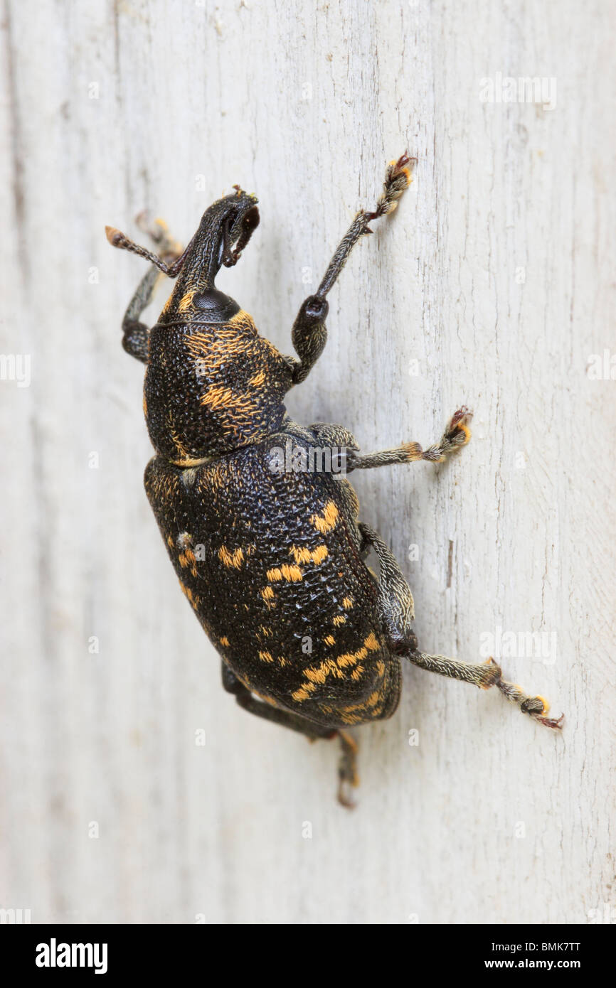 Große Kiefer Rüsselkäfer (Hylobius Abietis). Stockfoto
