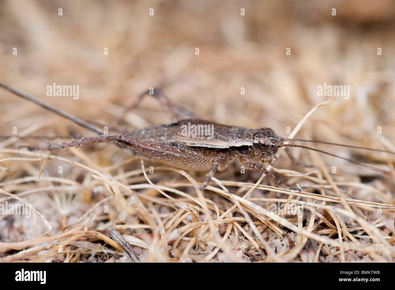Australische gebürtige cricket Stockfoto