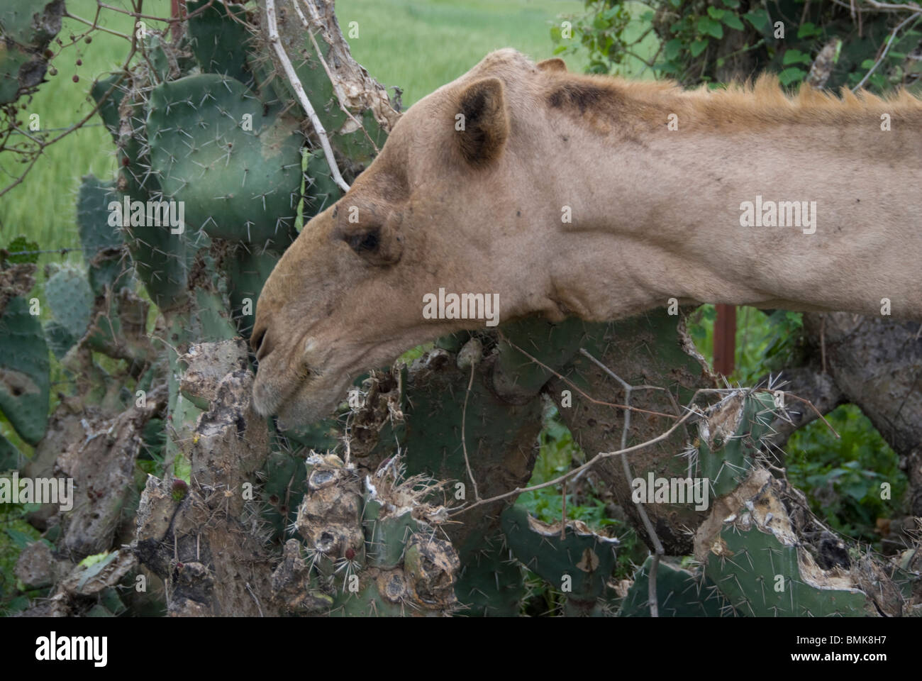 Kamel fressender kaktus -Fotos und -Bildmaterial in hoher Auflsung  Alamy
