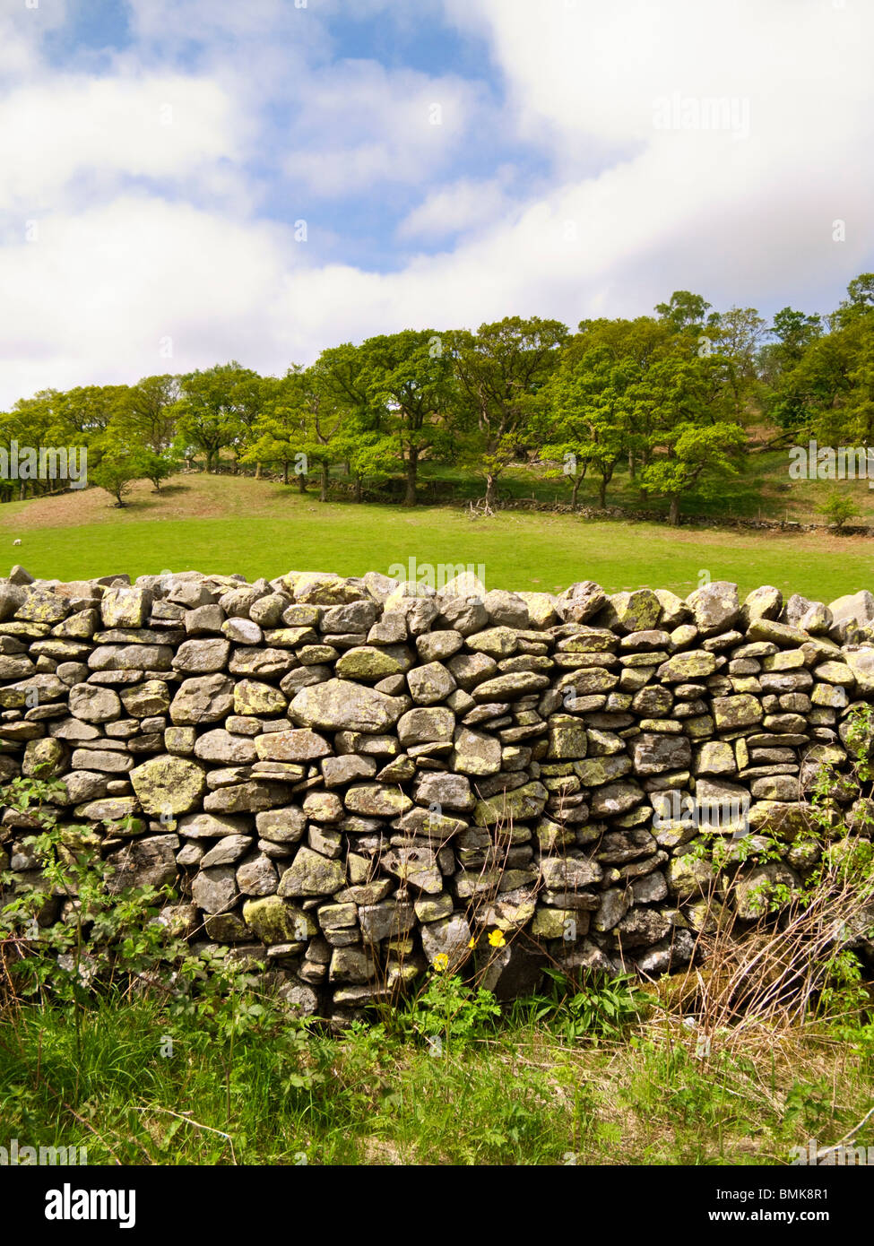 Rustikale Trockenmauer und Feld in den Lake District, England, UK Stockfoto