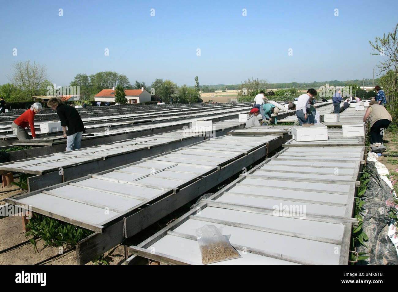 Sammlung von Lily Of The Valley Stockfoto