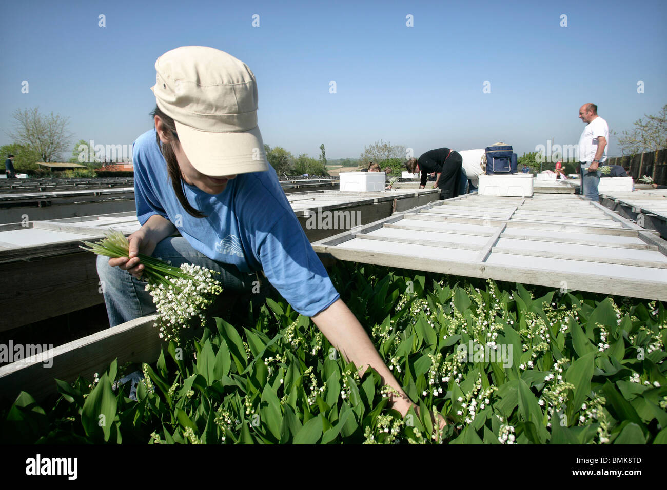 Sammlung von Lily Of The Valley Stockfoto