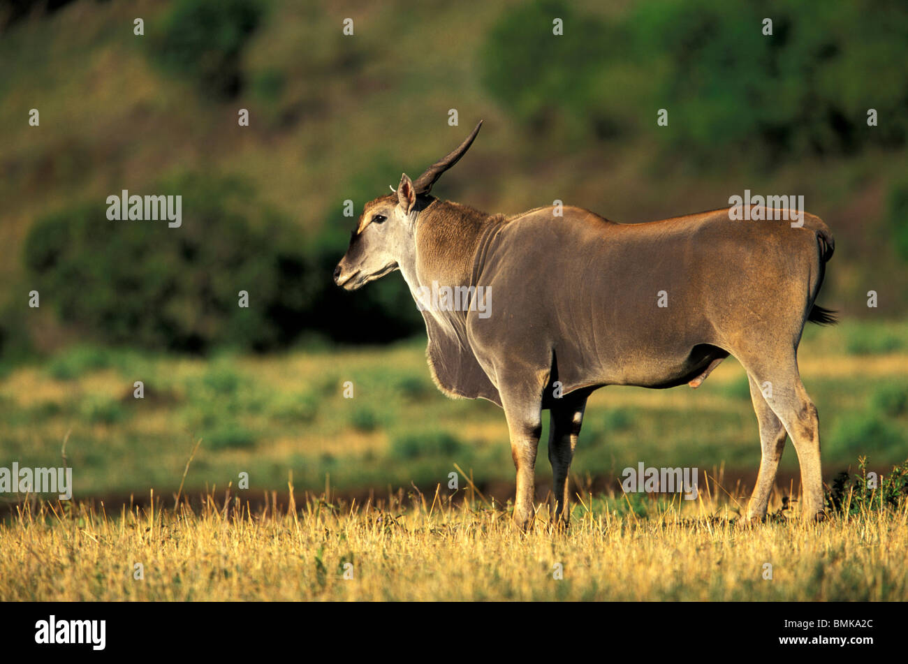 Afrika, Kenia, Masai Mara Wildreservat. Riesiges Eland (Tauro Derbianus) Stockfoto