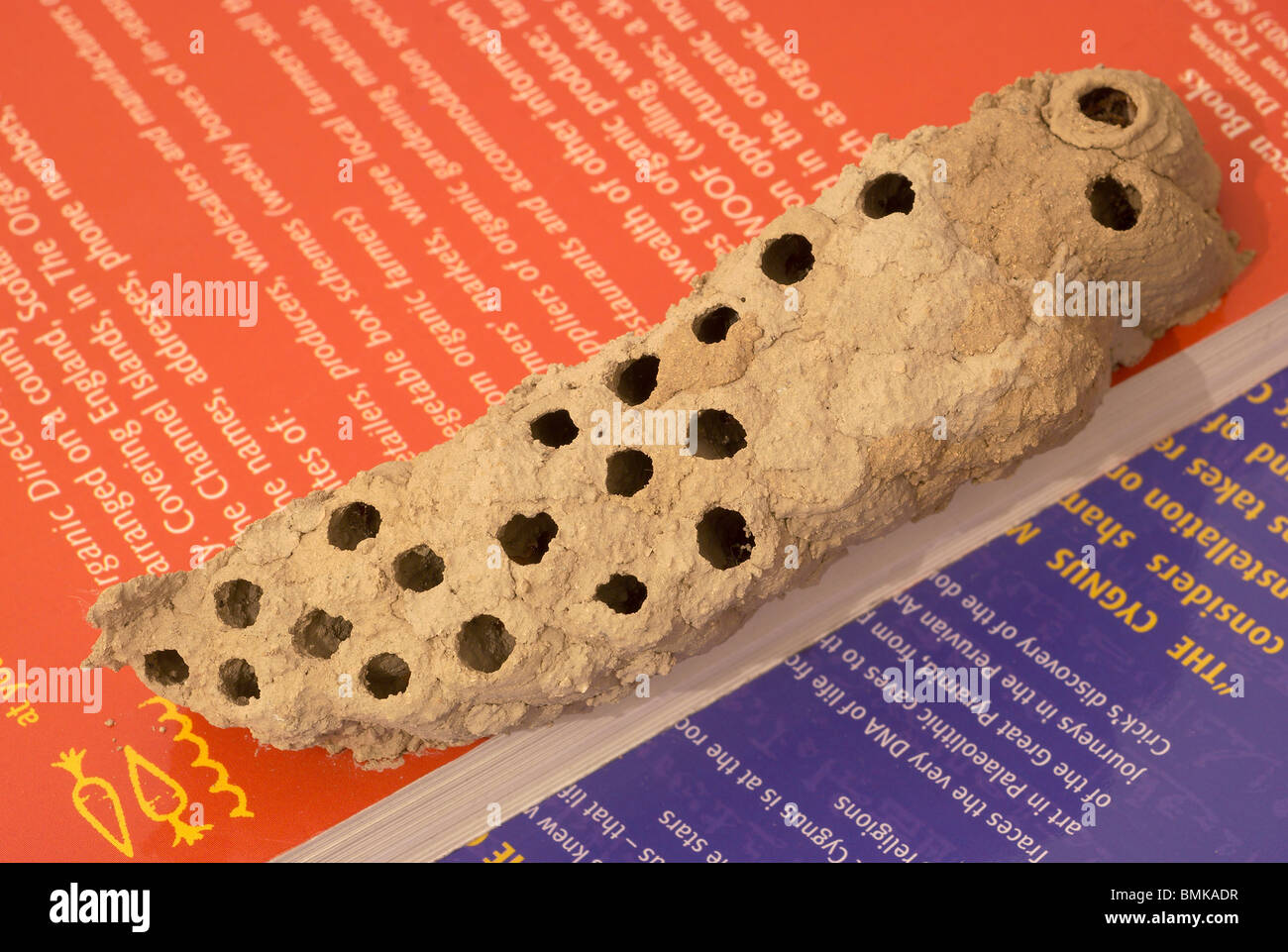 Schlamm Dauber Wespe Nester auf Buch Stockfoto