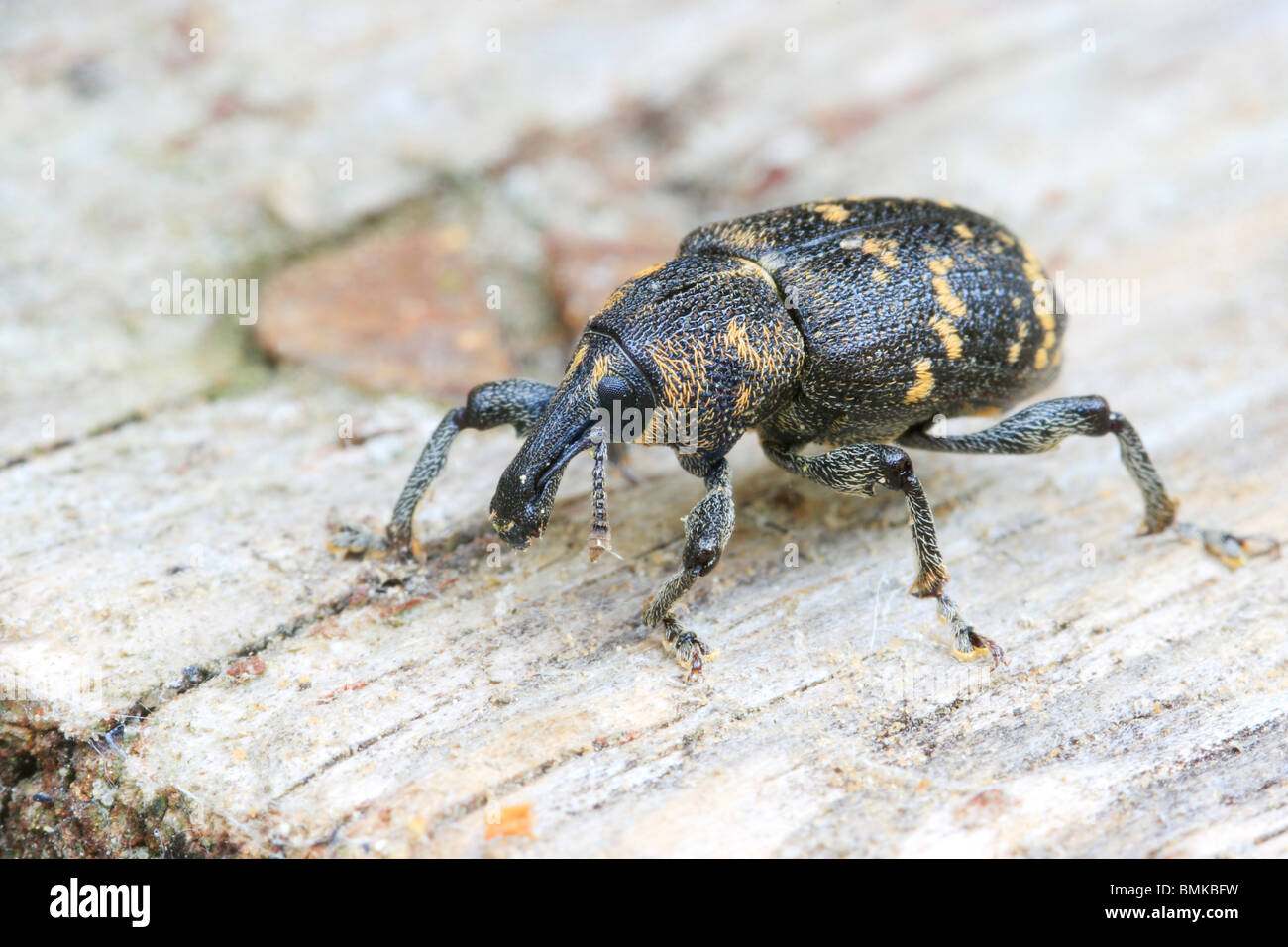 Große Kiefer Rüsselkäfer (Hylobius Abietis). Stockfoto