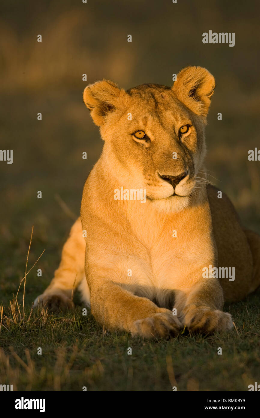 African Lion, Panthera Leo, bei Sonnenaufgang. Masai Mara GR, Kenia. Stockfoto