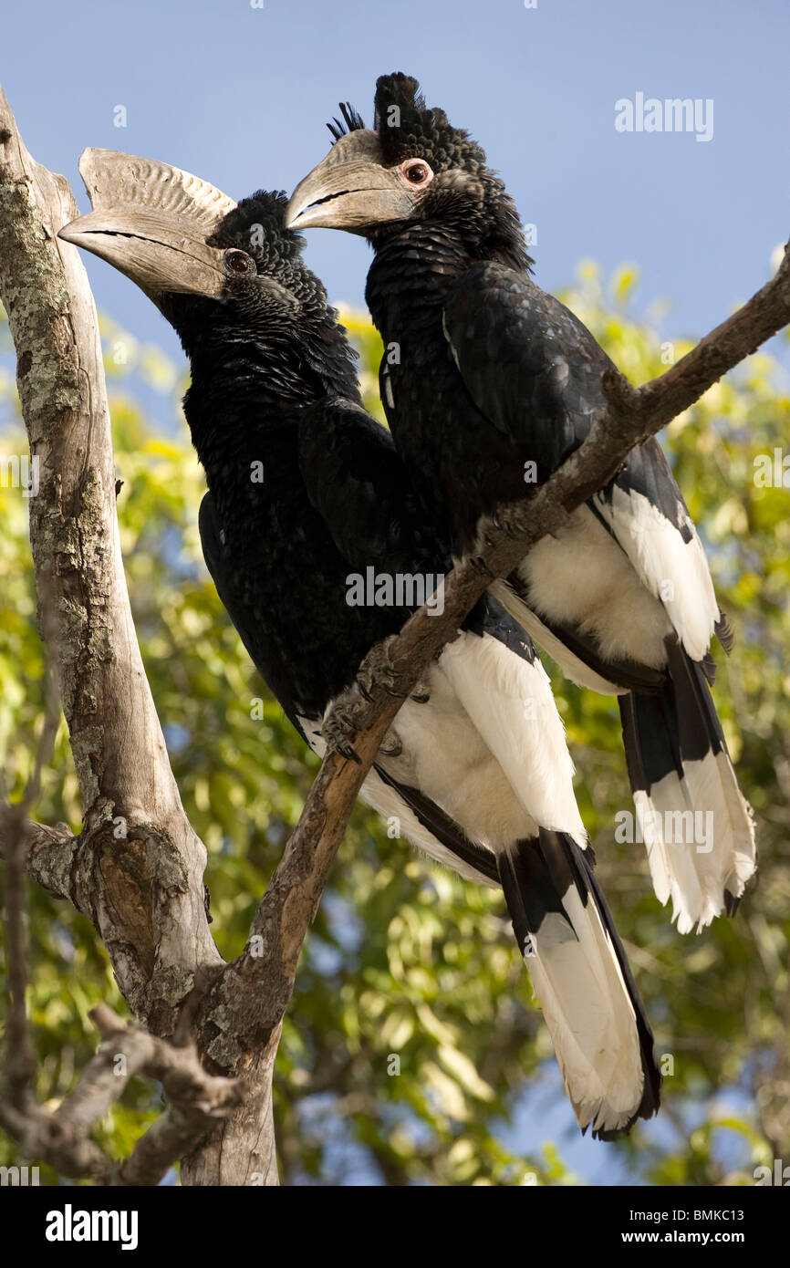 Schwarz-weiß-paar Casqued Hornbill Ceratogymna Bycanistes Subcylindricus thront gemeinsam in einem Baum im brasilianischen Pantanal. Stockfoto