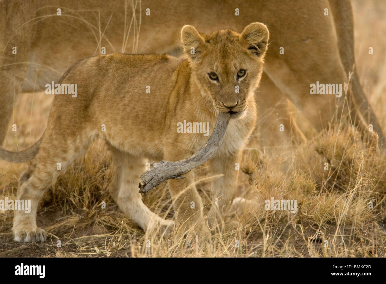 Afrikanische Löwenjunges, Panthera Leo, das Spiel mit einem Toten Ast in der Masai Mara GR, Kenia Stockfoto