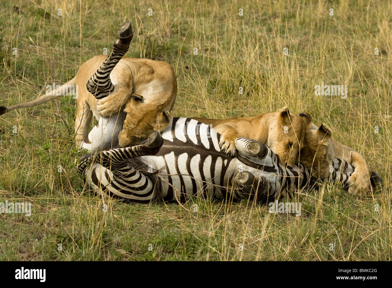 African Lion Weibchen, Panthera Leo, mit einem angegangen Zebra ein töten, Masai Mara GR, Kenia zu machen. Stockfoto