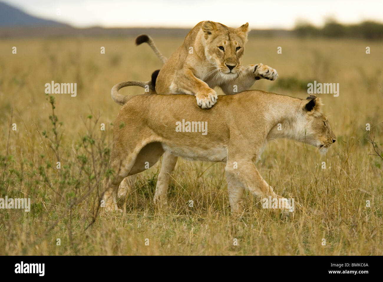 African Lion, Panthera Leo, Jungen spielen in der Masai Mara GR, Kenia. Stockfoto