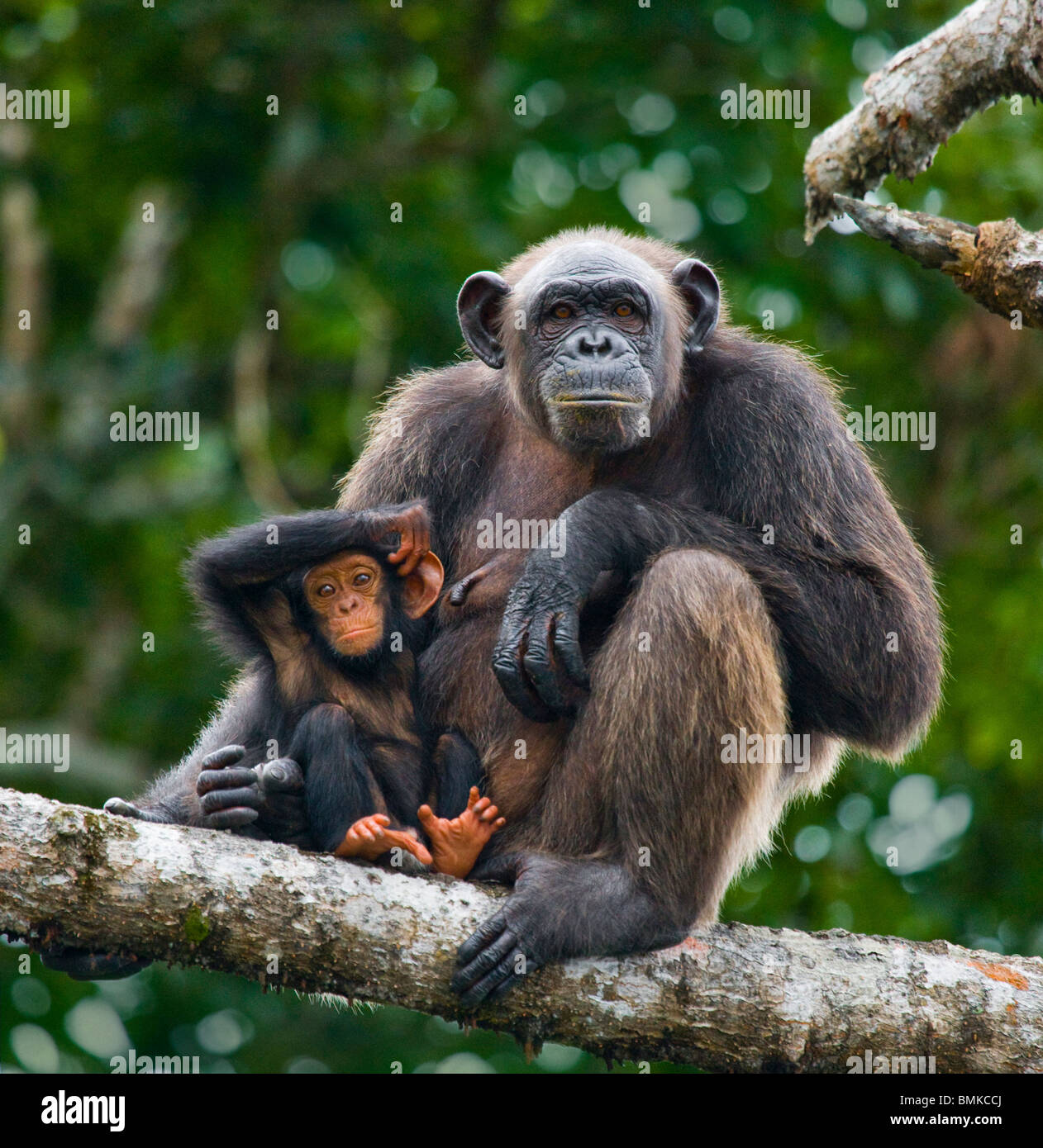 Schimpansen-Weibchen mit Baby, Conkouati-Douli Nationalpark, Republik Kongo. Stockfoto