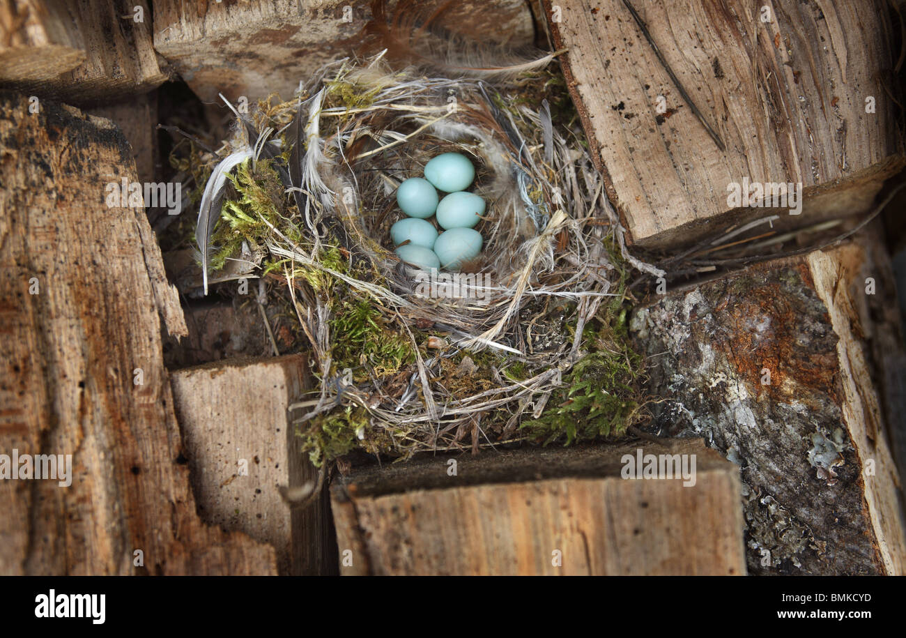 Vogelnest unter Protokolle in einem Holzstapel Stockfoto