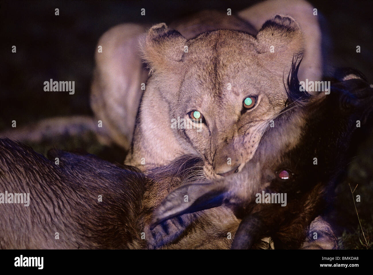 Afrika, Kenia, Masai Mara Wildreservat, Erwachsenen Löwin (Panthera Leo) erstickt Kalb Gnus (Connochaetes Taurinus) Stockfoto